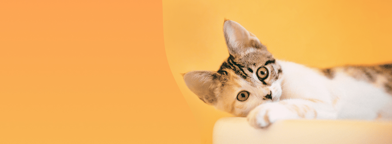 Главная страница сайта гостиницы для котов и кошек \"Котейка\"