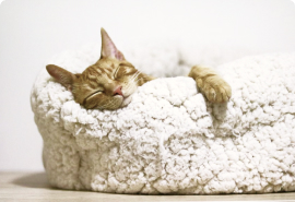 Люкс комната