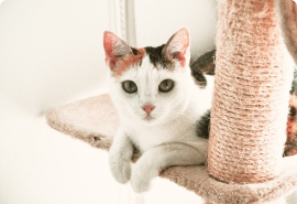 Эконом плюс комната