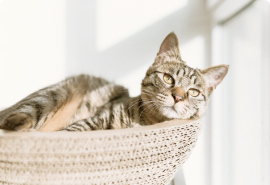 Сьют комната