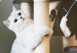 Супер-Люкс комната