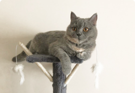 Комфорт комната